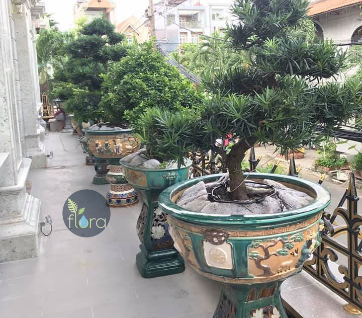 Dây tưới nhỏ giọt quấn quanh gốc Flora tưới gốc mai